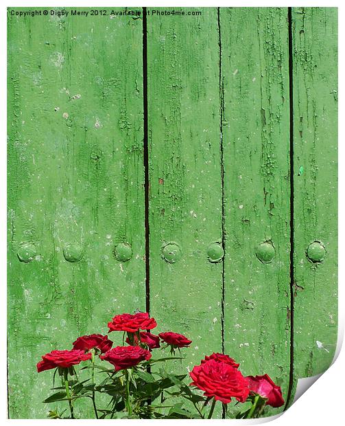Red roses green door Print by Digby Merry