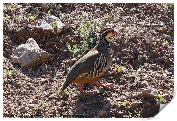 Wild partridge Print by Digby Merry