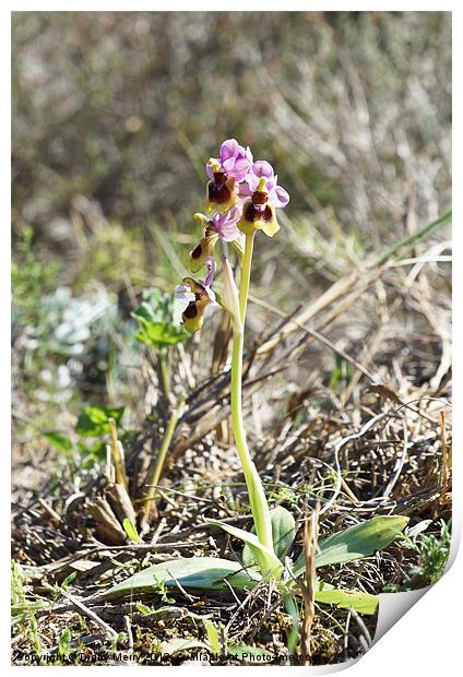 Sawfly orchid Print by Digby Merry