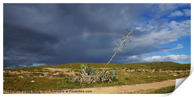 Agave with rainbow Print by Digby Merry