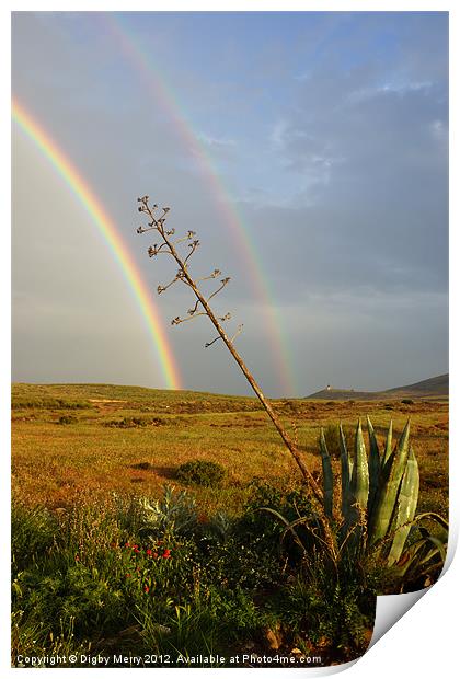 Agave with Rainbow Print by Digby Merry