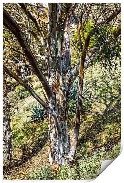 Eucalyptus tree Print by Digby Merry