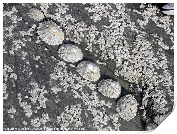 Limpets All In a Row Print by Roger Butler