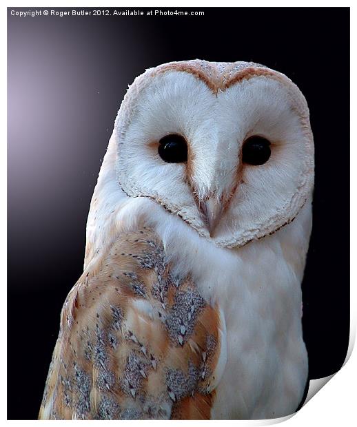 Barn Owl by Moonlight Print by Roger Butler