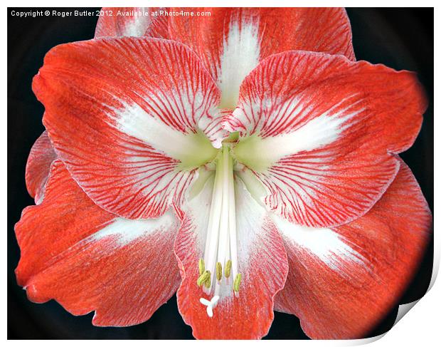 Amaryllis Flower Print by Roger Butler