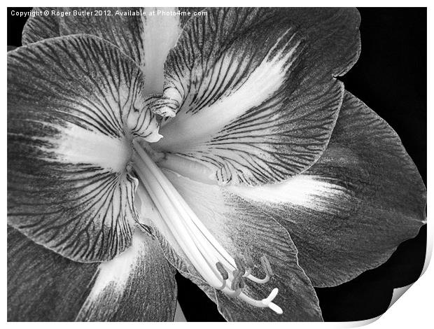Amaryllis Closeup Black & White Print by Roger Butler