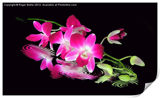 Fallen Orchid Print by Roger Butler