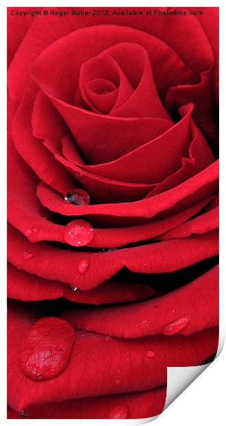 Red Rose Vertical Print by Roger Butler