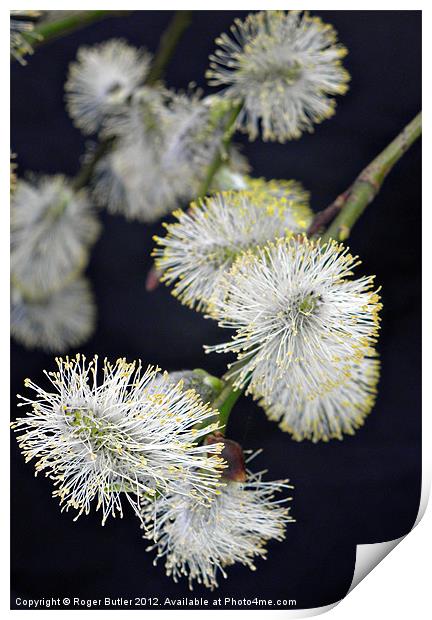 Pussy Willow Print by Roger Butler