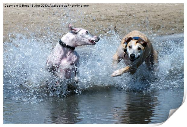 Lurchers Racing Through the Shallows Print by Roger Butler