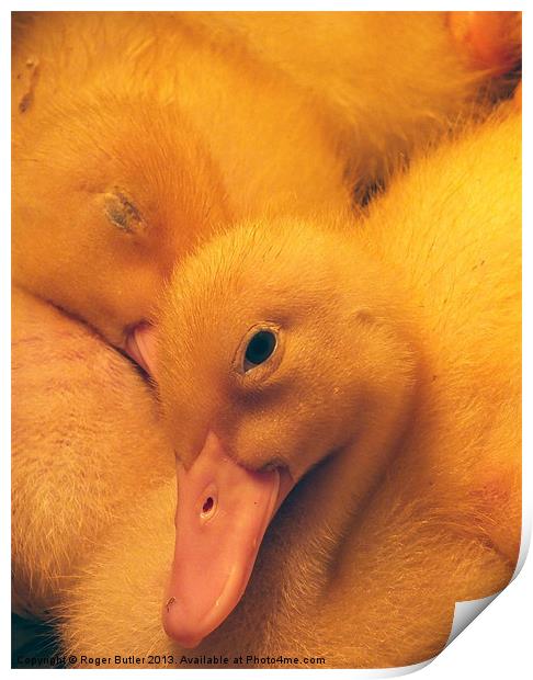 Ducklings Print by Roger Butler