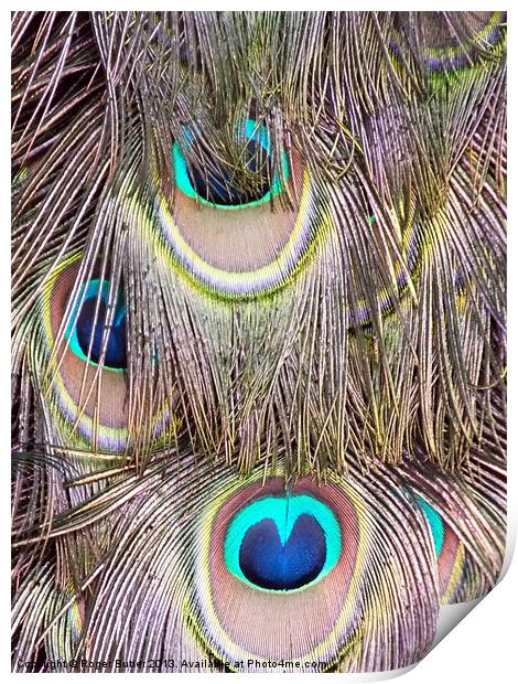Peacock Tail Abstract Print by Roger Butler