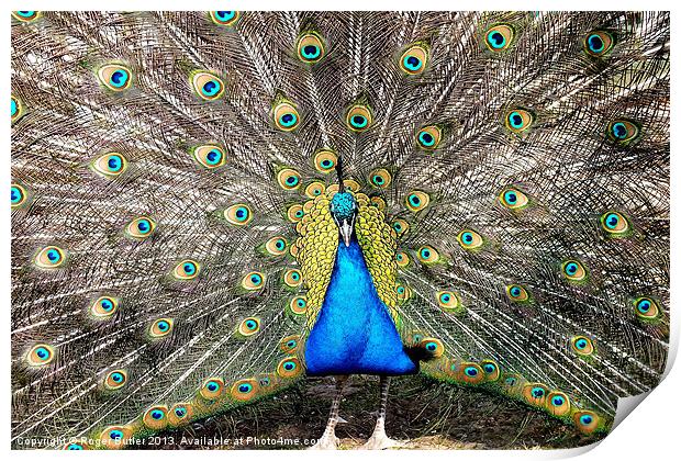 Peacock Breeding Display Print by Roger Butler
