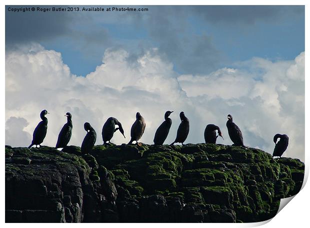 Ten Little Cormorants Sitting On a Wall Print by Roger Butler