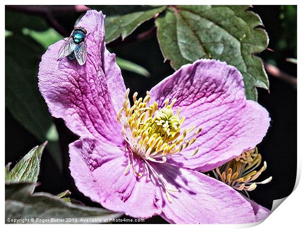 Pink Clematis - Greenbottle Print by Roger Butler