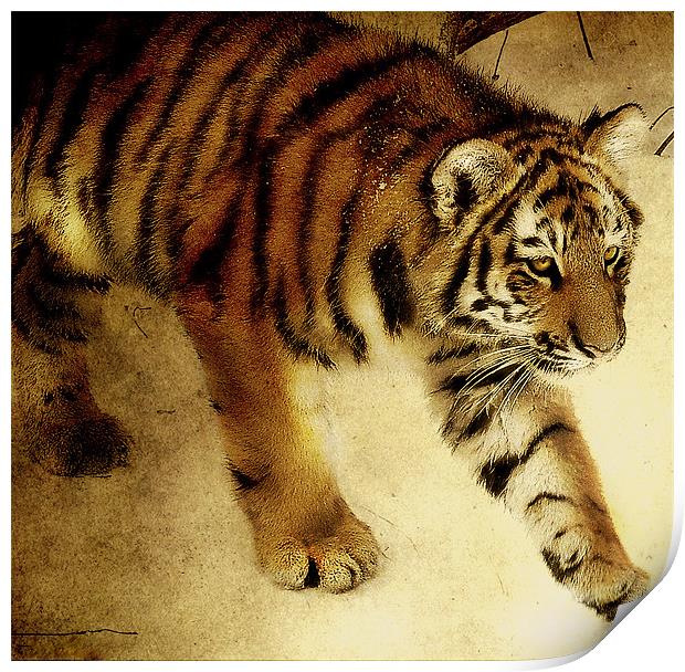 Siberian Tiger Print by Alan Mattison