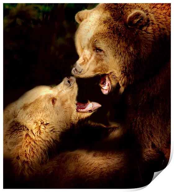 Bear talk Print by Alan Mattison