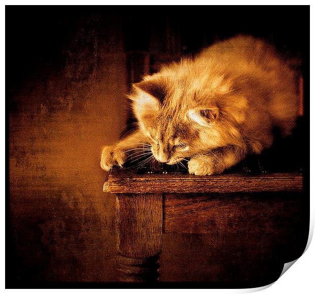  Kitten on a chair Print by Alan Mattison