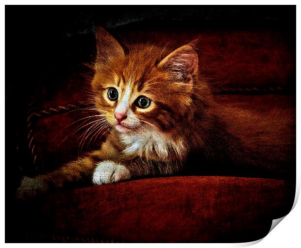  Sittin' kitten Print by Alan Mattison
