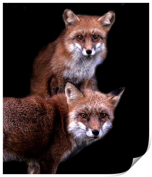  Foxy friends Print by Alan Mattison