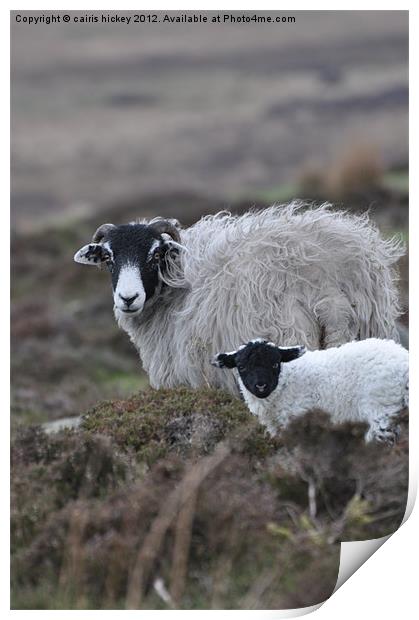Mother & baby sheep Print by cairis hickey