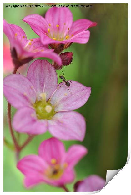 Ant on pink flower Print by cairis hickey