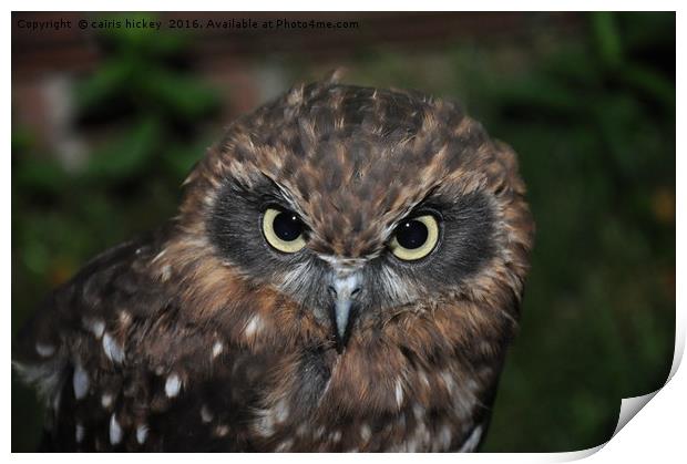 Long Ear Owl Print by cairis hickey