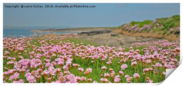 Seapinks wexford ireland Print by cairis hickey