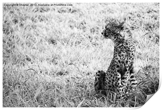 Cheetah Look Print by Sheetal 