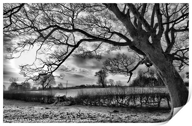 Frosty Field Print by Alison Streets