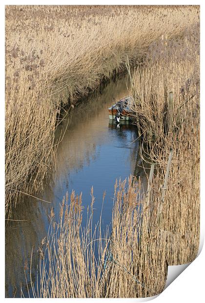 Boat in reeds Print by Kathy Simms