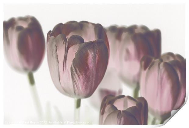 Pink Tulips Print by Paul Boyce