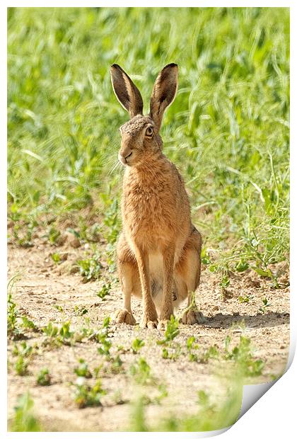 Brown Hare Print by George Cox