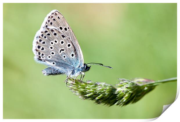 Large Blue butterfly Print by George Cox