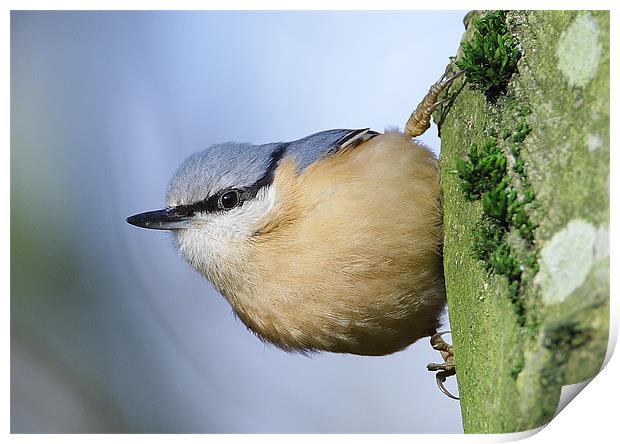 Classic Nuthatch Pose Print by George Cox
