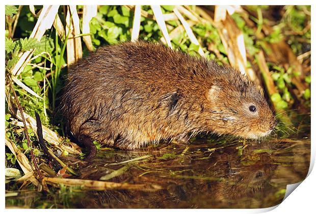 Water Vole in the Sun Print by George Cox