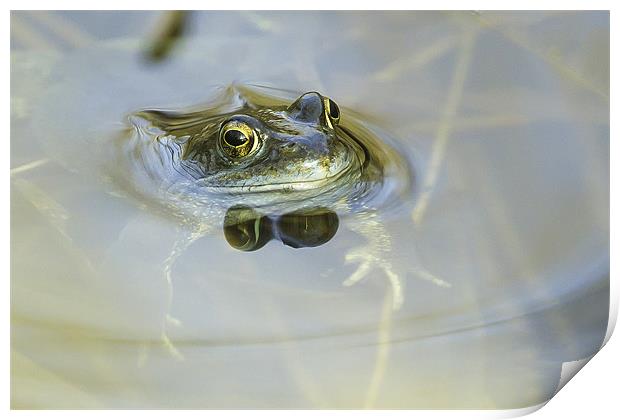 Common Frog Print by George Cox