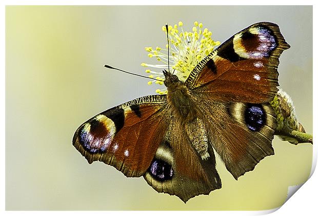 Peacock butterfly on a catkin Print by George Cox