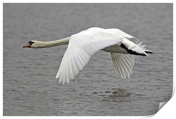 Swan in Flight Print by George Cox