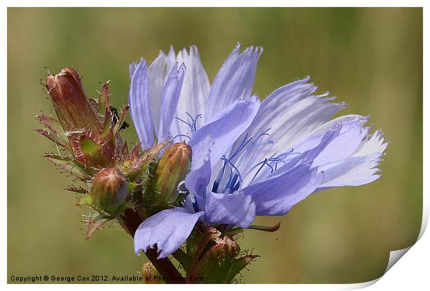 Chicory Flower - Cichorium intybus Print by George Cox