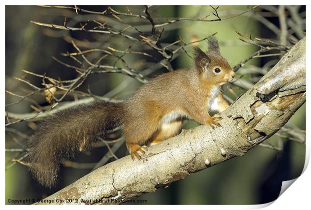 Red Squirrel in Keilder Forest Print by George Cox