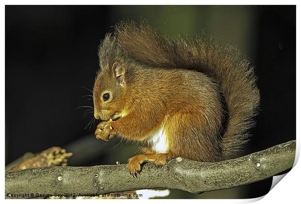 Red Squirrel Print by George Cox