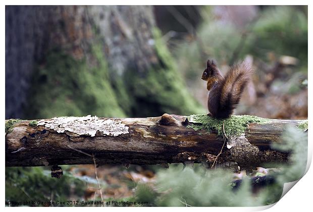 Red Squirrel in the Forest Print by George Cox