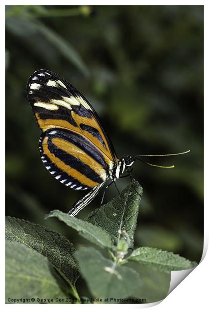 Tigerwing Butterfly Print by George Cox