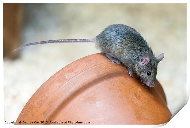 Mouse on a Pot Print by George Cox