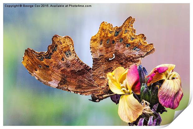  Comma Butterfly Print by George Cox