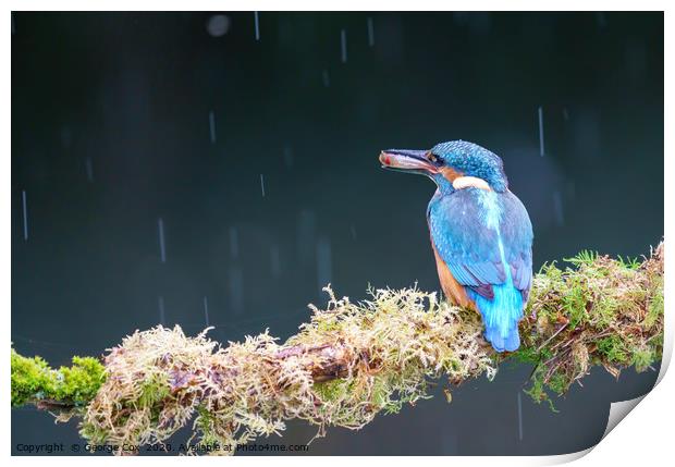 Kingfisher in the rain with a fish Print by George Cox