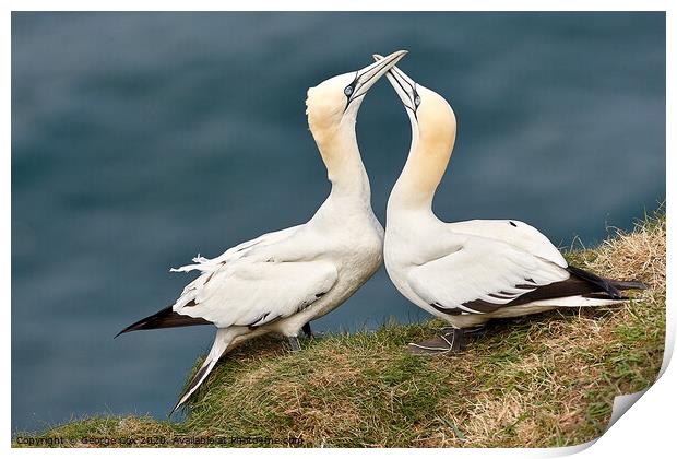 Courting Gannets Print by George Cox