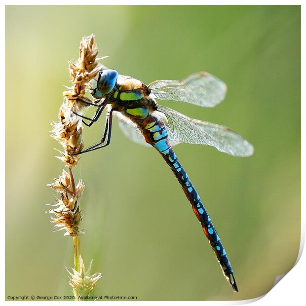 Migrant Hawker on a grass Print by George Cox