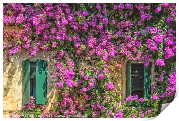Bougainvillea of Sirmione Print by Philip Baines